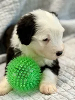CALISTA (green), a female Old English Sheepdog for sale in Neosho, MO – 5 of 9