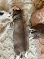 BENSON green, a male Siberian Husky for sale in Neosho, MO – 2 of 3