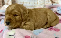 ELIZABETH, a female Golden Retriever for sale in Neosho, MO – 2 of 3