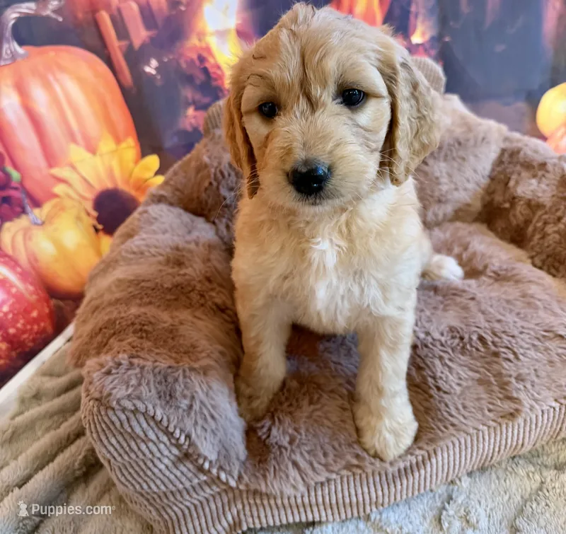 EVANGELINE – Goldendoodle puppy for sale in Neosho, MO