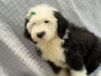 CALISTA (green), a female Old English Sheepdog for sale in Neosho, MO – 2 of 9