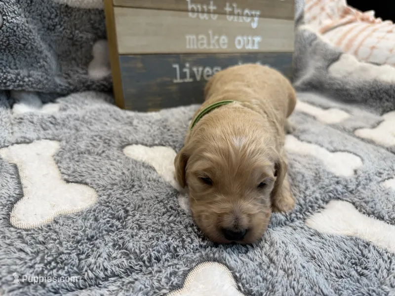 EVANDER – Goldendoodle puppy for sale in Neosho, MO