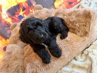 ELMER, a male Goldendoodle for sale in Neosho, MO – 3 of 8