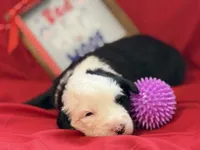 CONTESSA  (purple), a female Old English Sheepdog for sale in Neosho, MO – 2 of 3