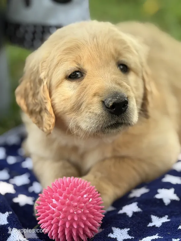 Dutchess – Golden Retriever puppy for sale in Neosho, MO