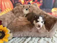BAJHA, a female Siberian Husky for sale in Neosho, MO – 2 of 3