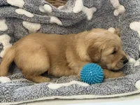 DUNKAN (blue), a male Golden Retriever for sale in Neosho, MO – 2 of 2