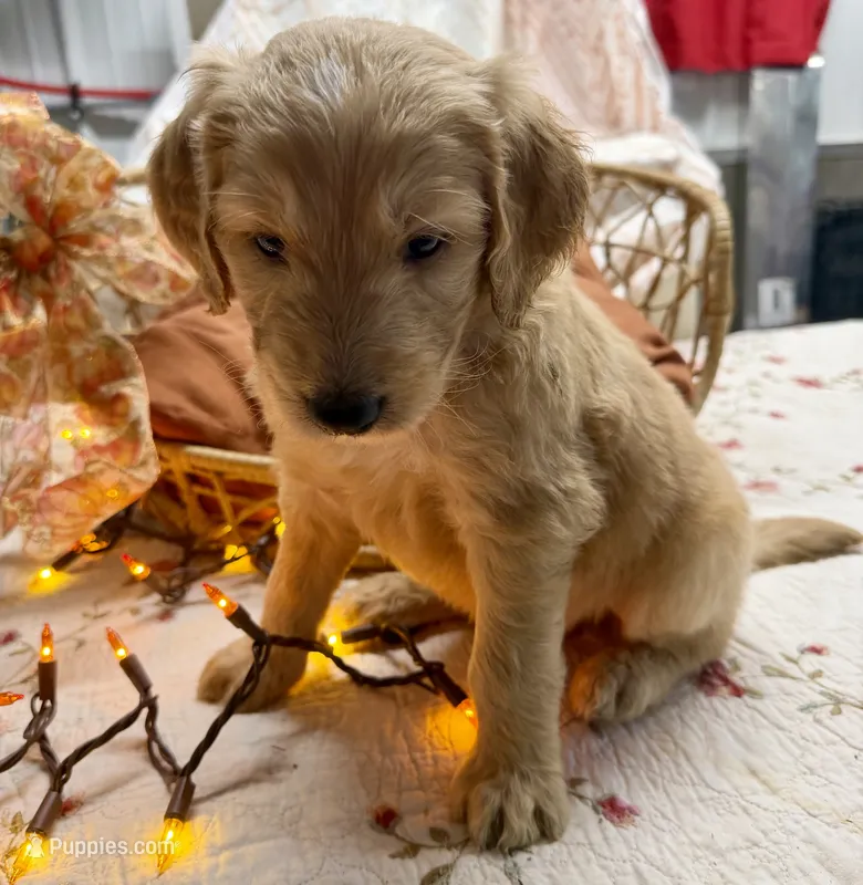 EMILIANO – Goldendoodle puppy for sale in Neosho, MO