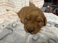 ELLIOTT, a male Golden Retriever for sale in Neosho, MO – 3 of 3