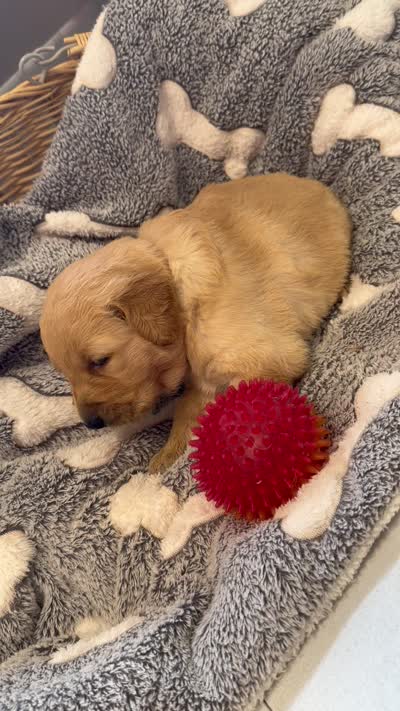 DICIE, a female Golden Retriever for sale in Neosho, MO – 3 of 3