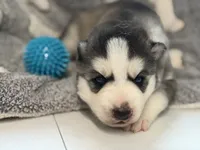 IGNAZIO (blue), a male Siberian Husky for sale in Neosho, MO – 1 of 3