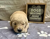 Dutchess, a female Golden Retriever for sale in Neosho, MO – 3 of 3