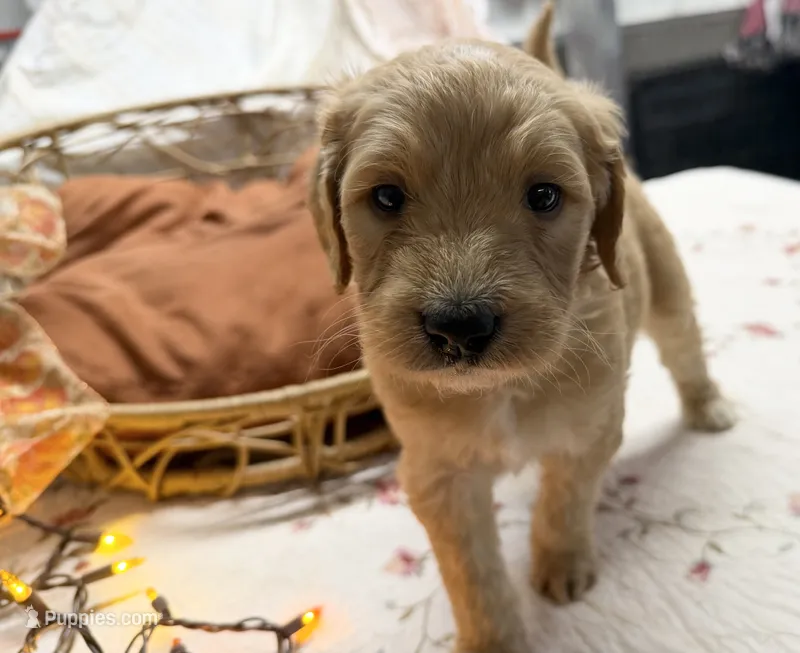 EVANGELINE – Goldendoodle puppy for sale in Neosho, MO