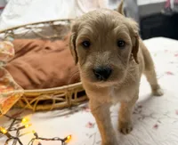 EVANGELINE, a female Goldendoodle for sale in Neosho, MO – 4 of 10