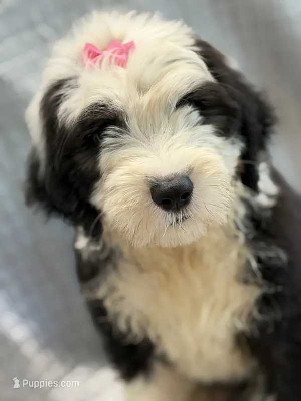 COLETTE pink – Old English Sheepdog puppy for sale in Neosho, MO