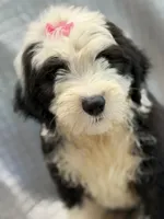 COLETTE pink, a female Old English Sheepdog for sale in Neosho, MO – 1 of 9