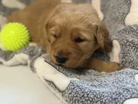 DACIA, a female Golden Retriever for sale in Neosho, MO – 3 of 3