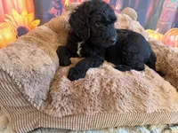 ELMER, a male Goldendoodle for sale in Neosho, MO – 4 of 8
