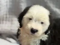 CALISTA (green), a female Old English Sheepdog for sale in Neosho, MO – 4 of 9