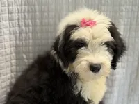 COLETTE pink, a female Old English Sheepdog for sale in Neosho, MO – 2 of 9