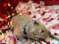 FLOSSIE, a female Golden Retriever for sale in Neosho, MO – Photo 5 of 6