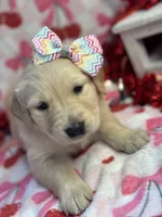 FLOSSIE, a female Golden Retriever for sale in Neosho, MO – Photo 3 of 6