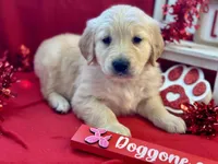 FLOSSIE, a female Golden Retriever for sale in Neosho, MO – Photo 2 of 6