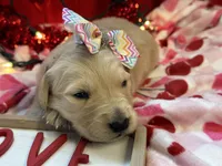 FLOSSIE, a female Golden Retriever for sale in Neosho, MO – Photo 6 of 6