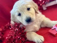 FLOSSIE, a female Golden Retriever for sale in Neosho, MO – Photo 1 of 6