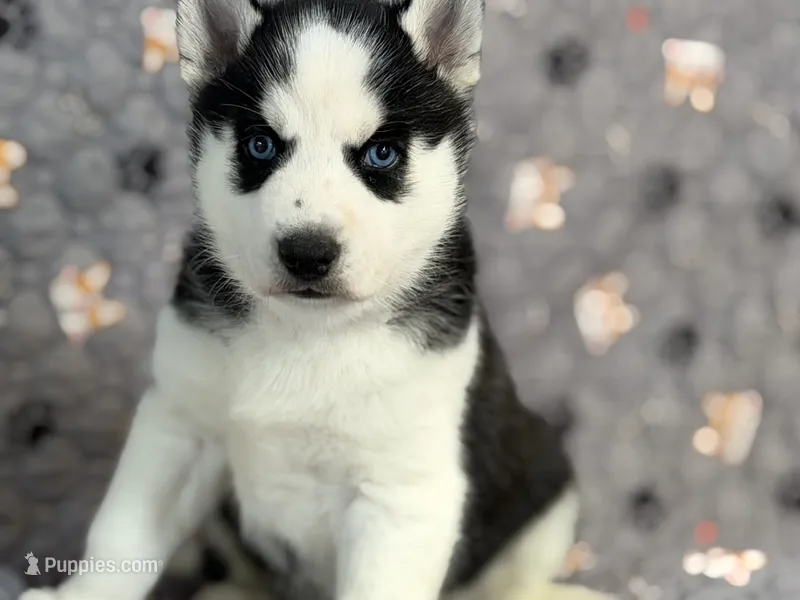 BOSWELL orange – Siberian Husky puppy for sale in Neosho, MO