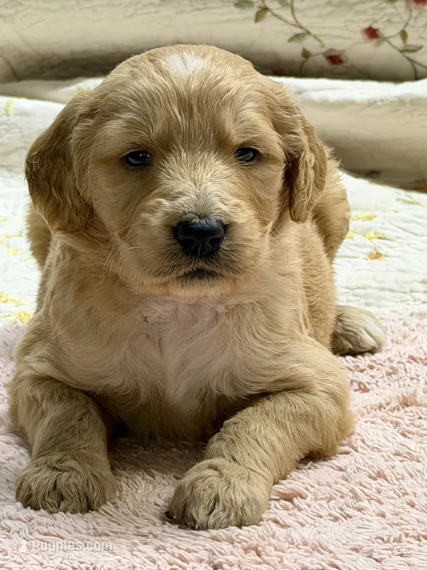 EMILIANO – Goldendoodle puppy for sale in Neosho, MO