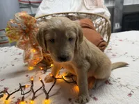 EMILIANO, a male Goldendoodle for sale in Neosho, MO – 3 of 3