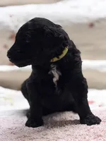 ELROY, a male Goldendoodle for sale in Neosho, MO – 9 of 9
