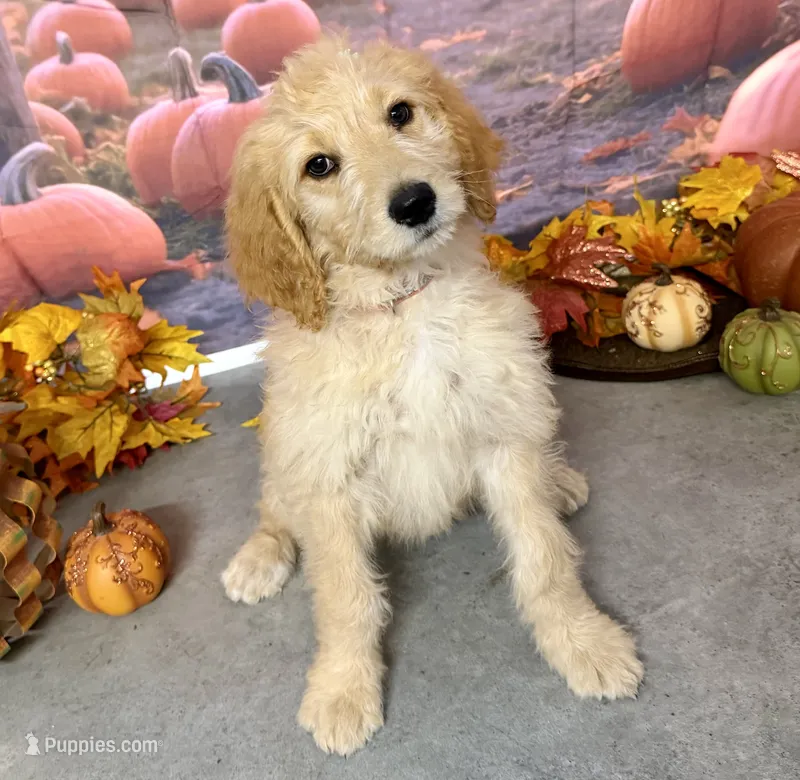 ELLIS – Goldendoodle puppy for sale in Neosho, MO