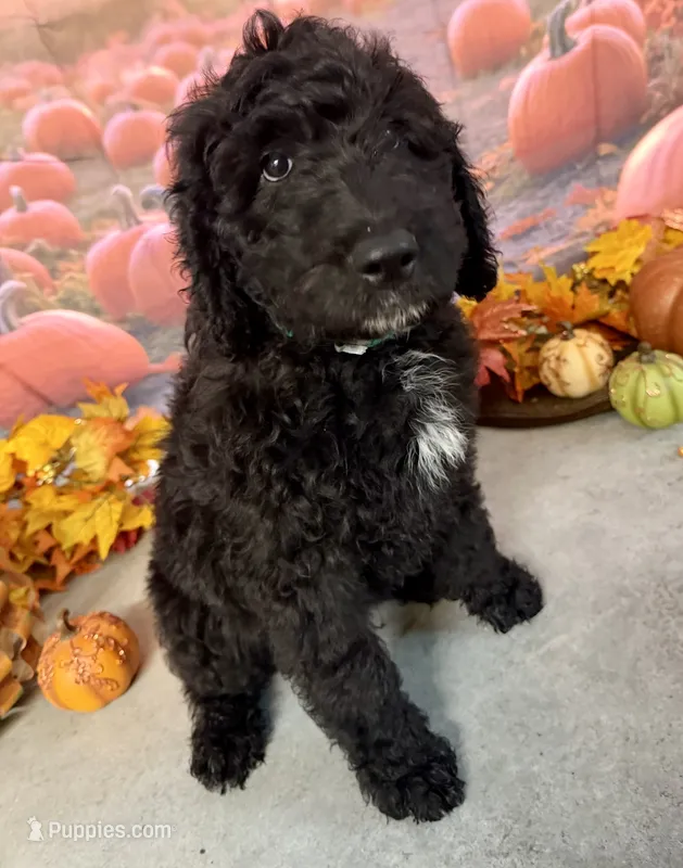 ESTABON – Goldendoodle puppy for sale in Neosho, MO