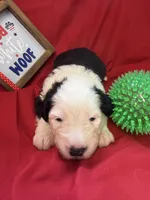 CALISTA (green), a female Old English Sheepdog for sale in Neosho, MO – 1 of 3
