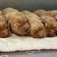 Golden girls, a female Golden Retriever for sale in Neosho, MO – Photo 1 of 3