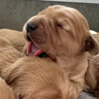 Golden girls, a female Golden Retriever for sale in Neosho, MO – Photo 2 of 3