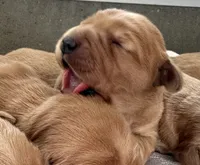 Golden girls, a female Golden Retriever for sale in Neosho, MO – Photo 2 of 3