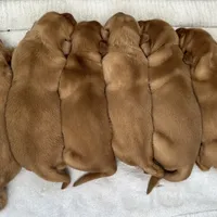 Golden girls, a female Golden Retriever for sale in Neosho, MO – Photo 3 of 3