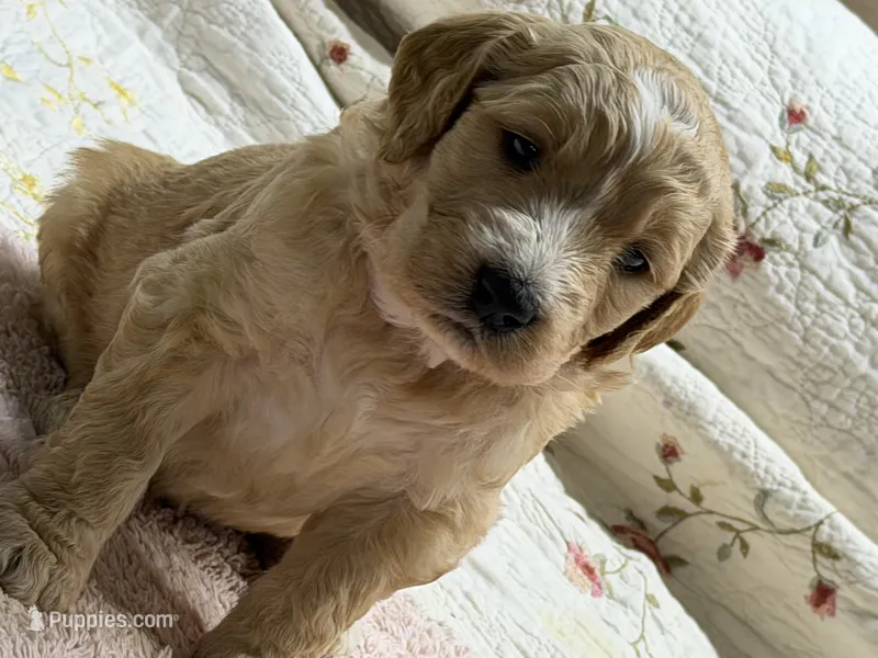 Earnest – Goldendoodle puppy for sale in Neosho, MO