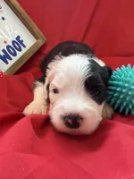 CAMILLE (turquoise), a female Old English Sheepdog for sale in Neosho, MO – 1 of 3