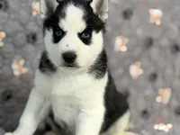 BOSWELL, a male Siberian Husky for sale in Neosho, MO – 2 of 5