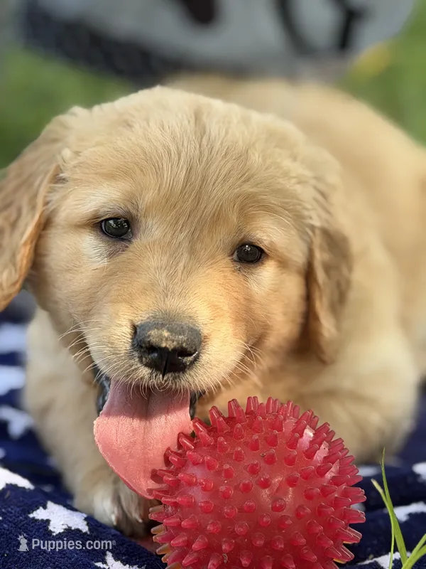 DICIE (red) – Golden Retriever puppy for sale in Neosho, MO
