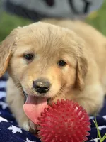 DICIE (red), a female Golden Retriever for sale in Neosho, MO – 1 of 4