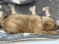 DONUT (black), a male Golden Retriever for sale in Neosho, MO – 3 of 3