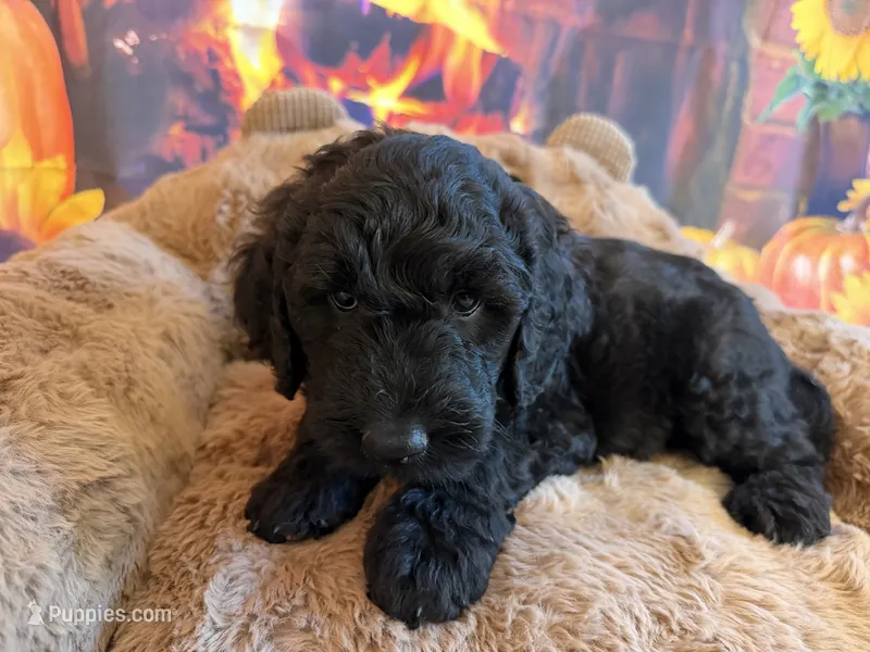 ELMER – Goldendoodle puppy for sale in Neosho, MO