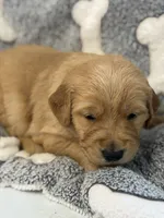 DEETES, a female Golden Retriever for sale in Neosho, MO – 2 of 3