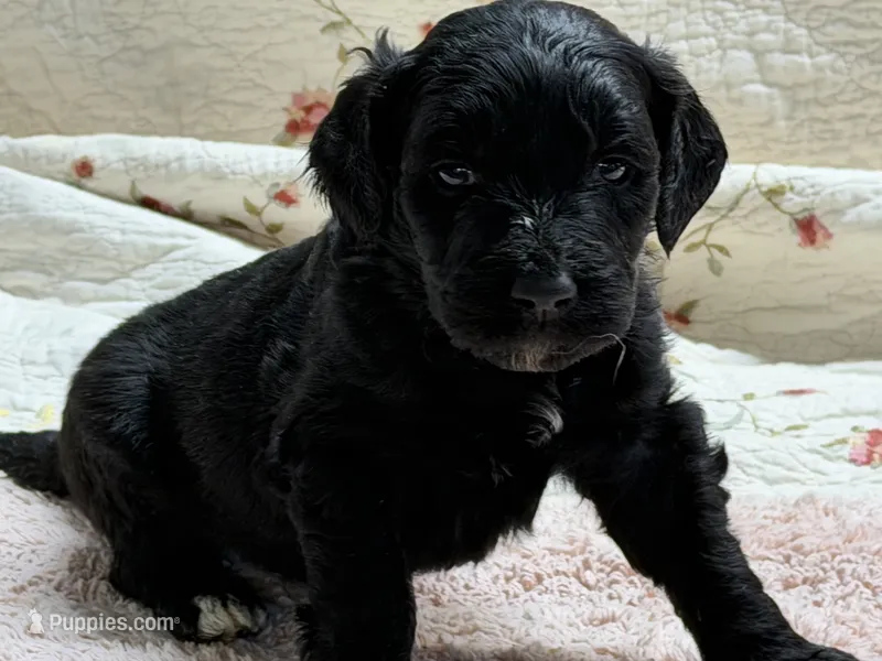 EBONY – Goldendoodle puppy for sale in Neosho, MO