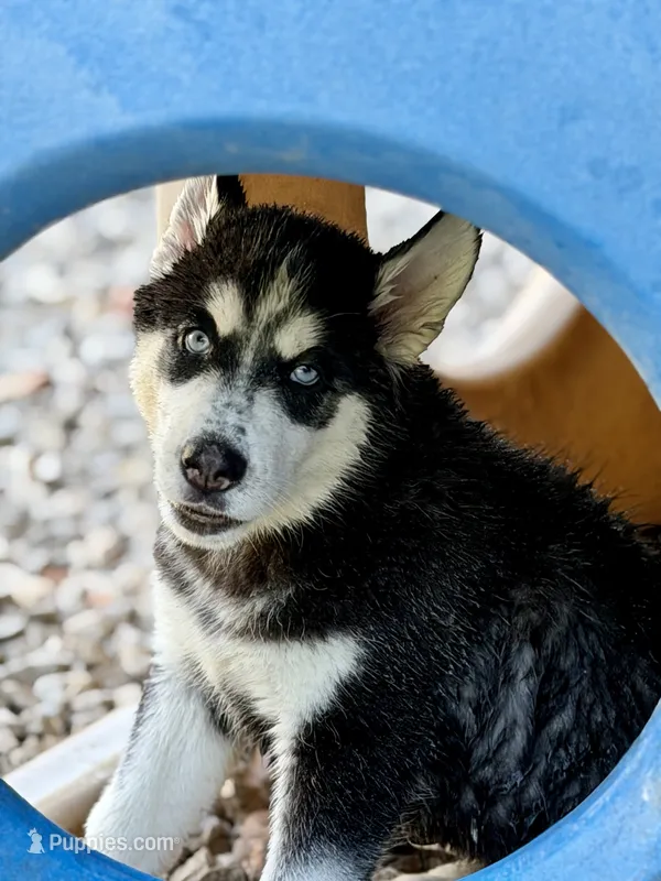 IGOR (orange) – Siberian Husky puppy for sale in Neosho, MO